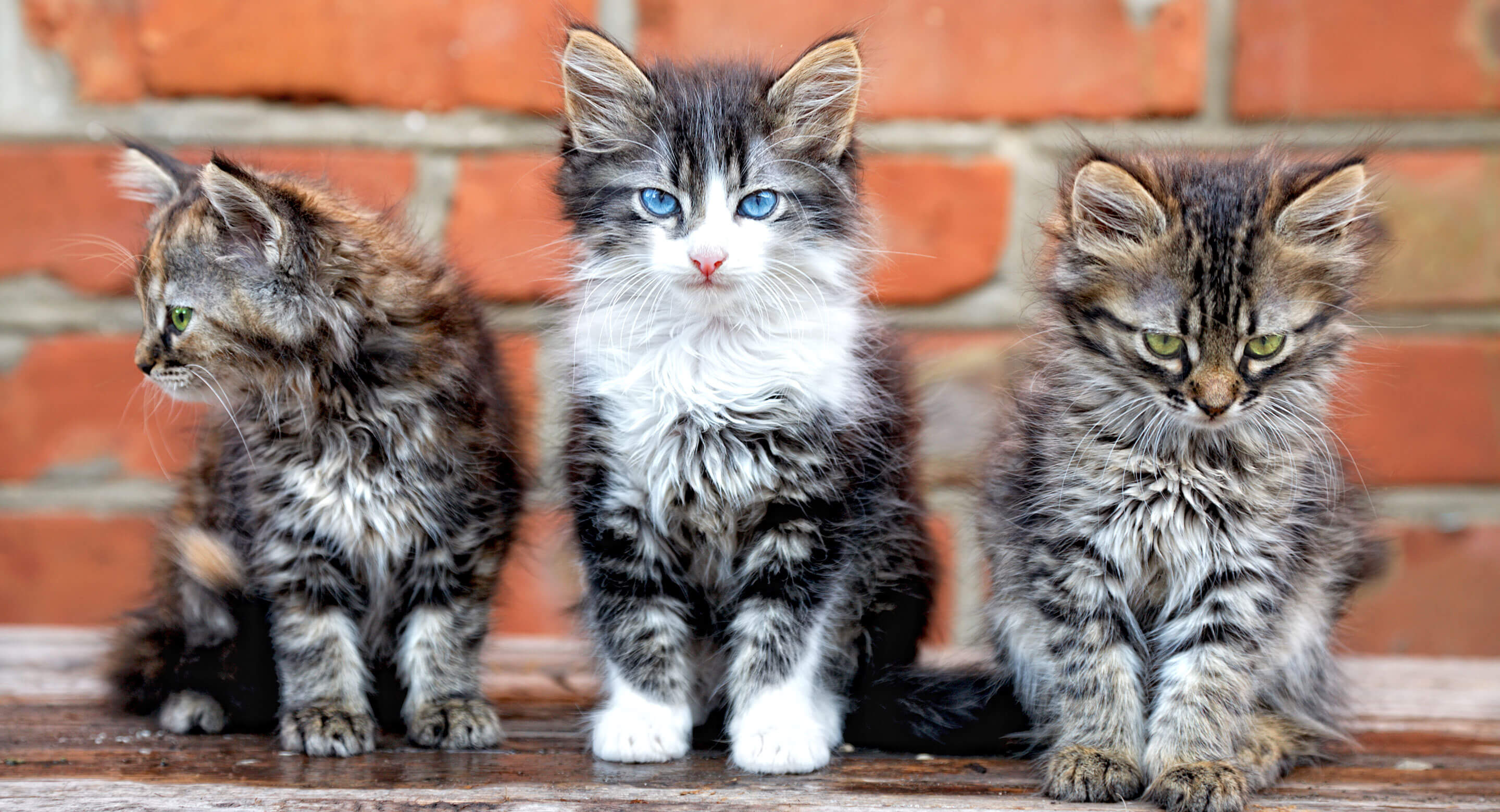 Three kittens, trying to run the world.