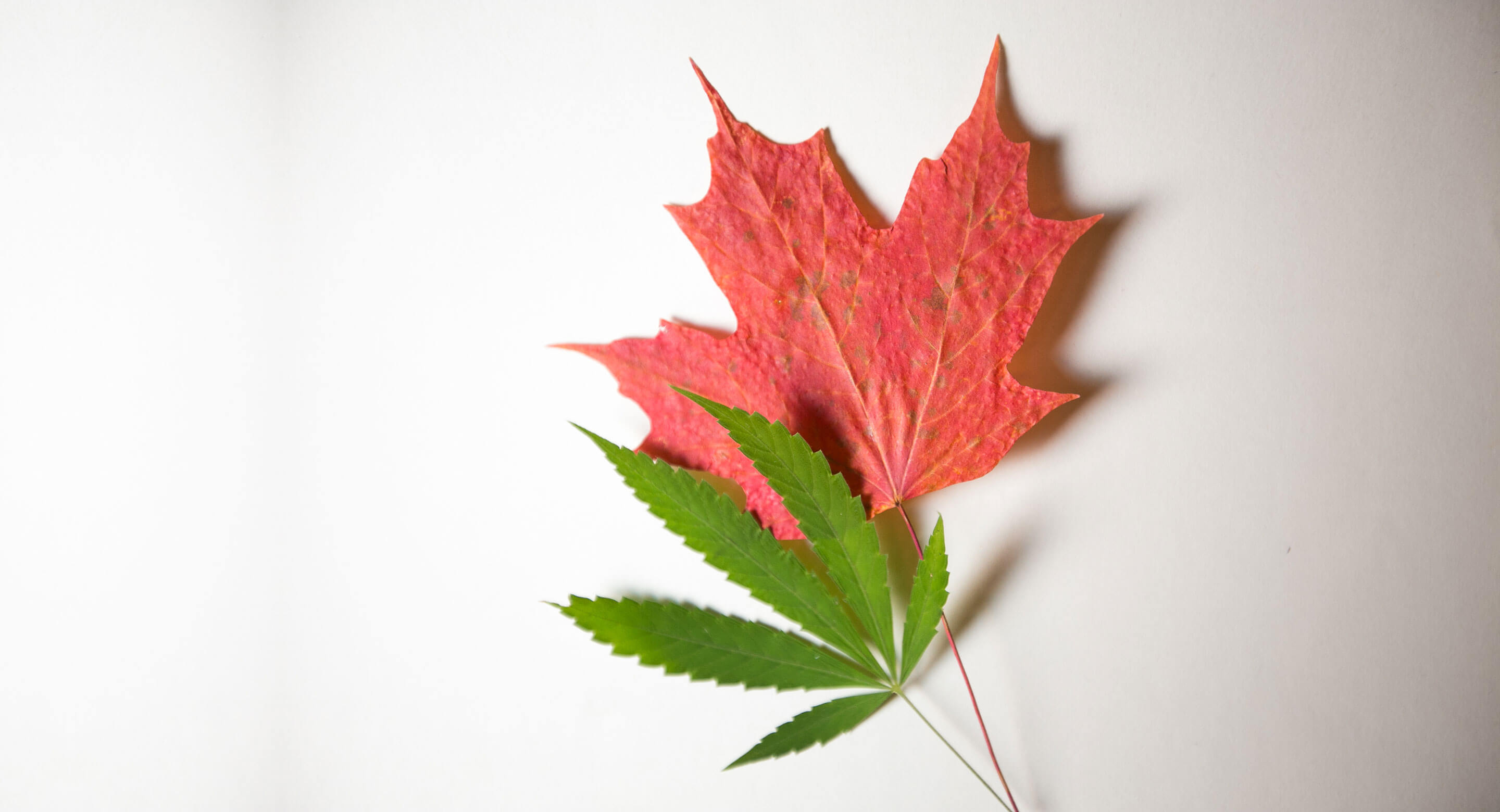 Photo of a cannabis leaf and a maple leaf