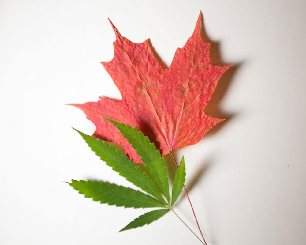 Photo of a cannabis leaf and a maple leaf