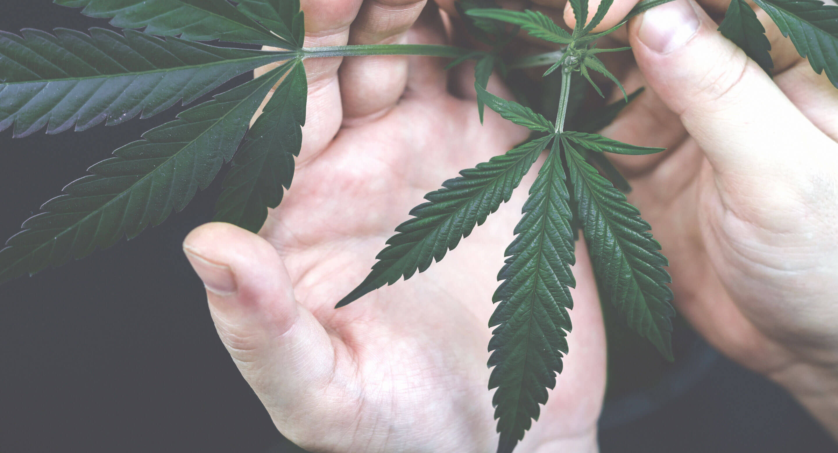 Person inspecting cannabis leaf
