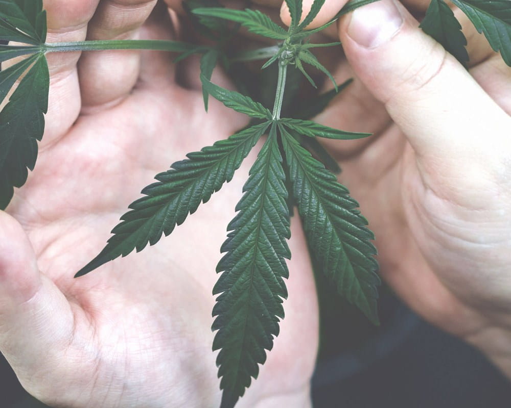 Person inspecting cannabis leaf
