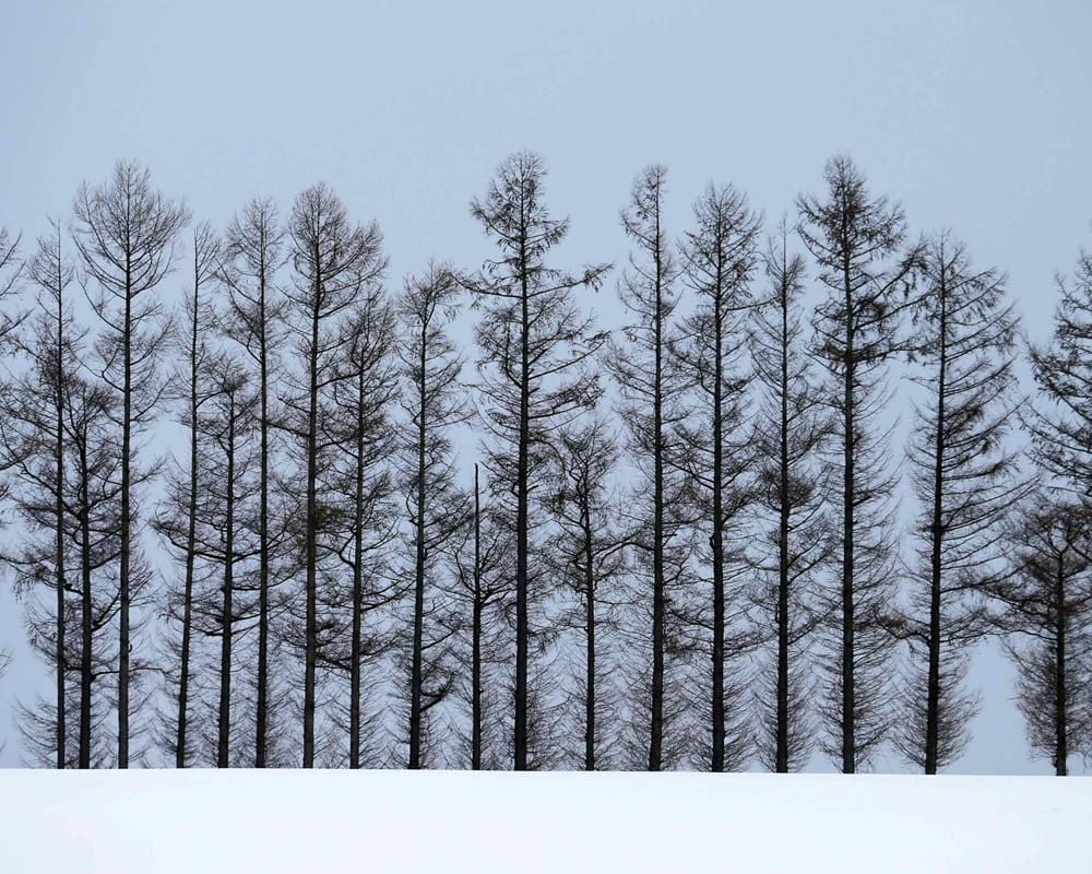 A forest of barren trees in the winter
