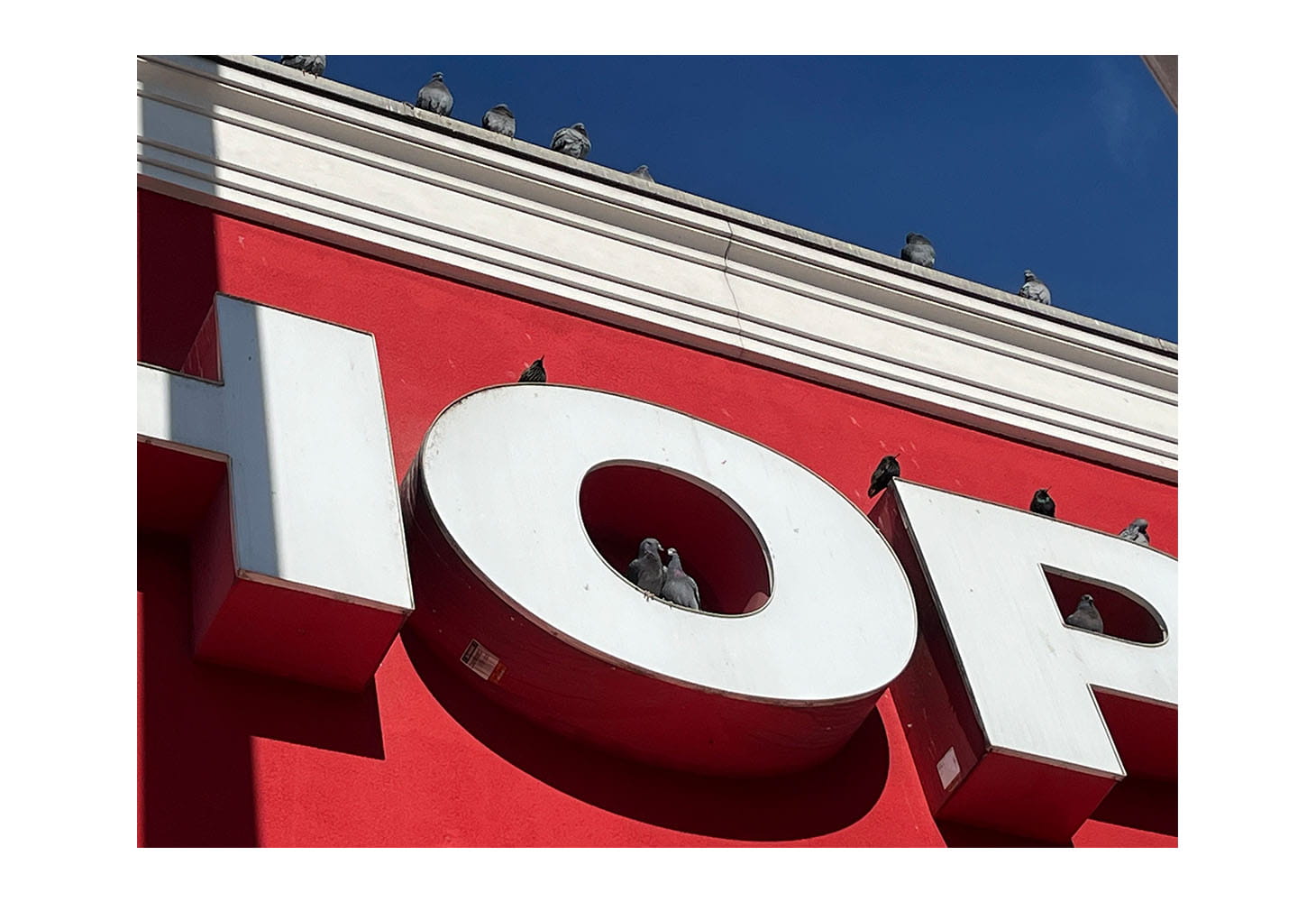 Image of a store sign with birds nesting in it